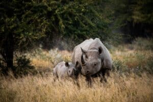 Best Time to Visit Kruger National Park from Cape Town