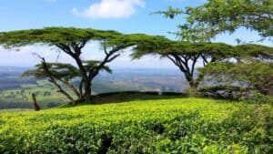 Top Things to Do in Blantyre for First-Time Visitors