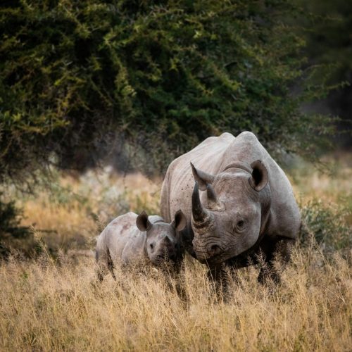 Best Time to Visit Kruger National Park from Cape Town