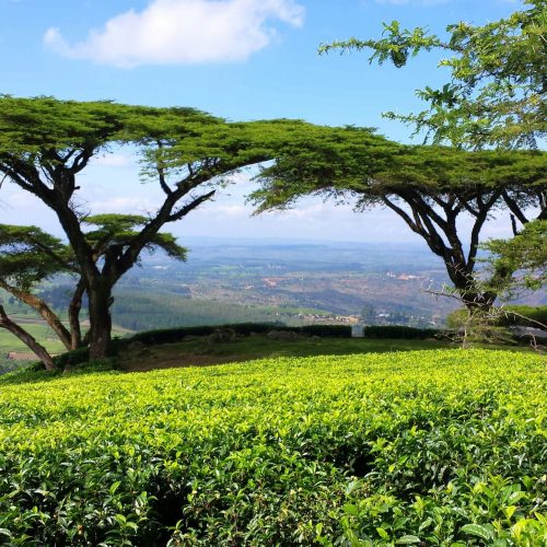 Top Things to Do in Blantyre for First-Time Visitors